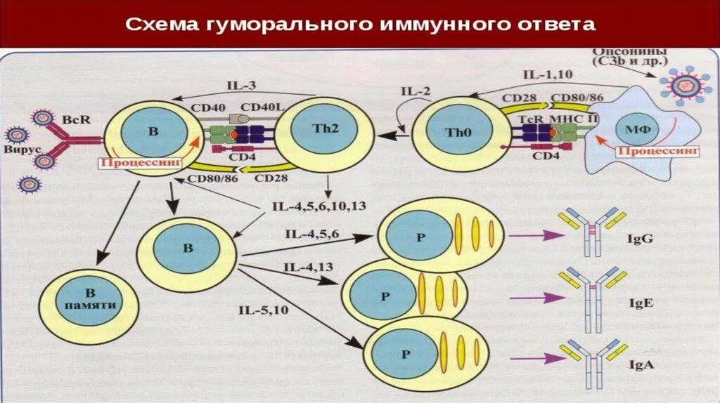 Схема клеточного иммунного ответа. Клеточный и гуморальный иммунитет. Клетки гуморального иммунитета. Схема образования гуморального иммунитета. Собственные иммунные клетки