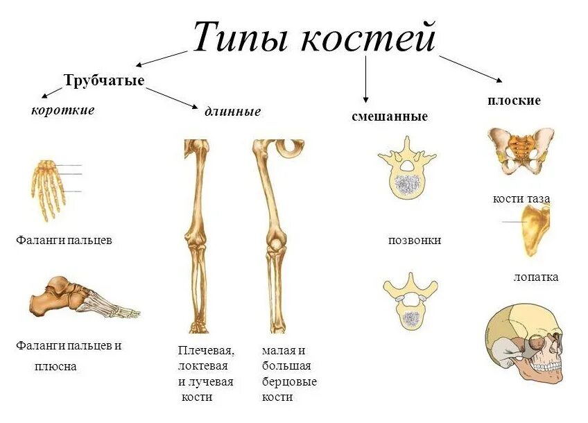 Три типа скелета. Трубчатые губчатые плоские кости. Кости трубчатые губчатые плоские смешанные. Строение человека кости скелета. Трубчатые губчатые плоские кости таблица.