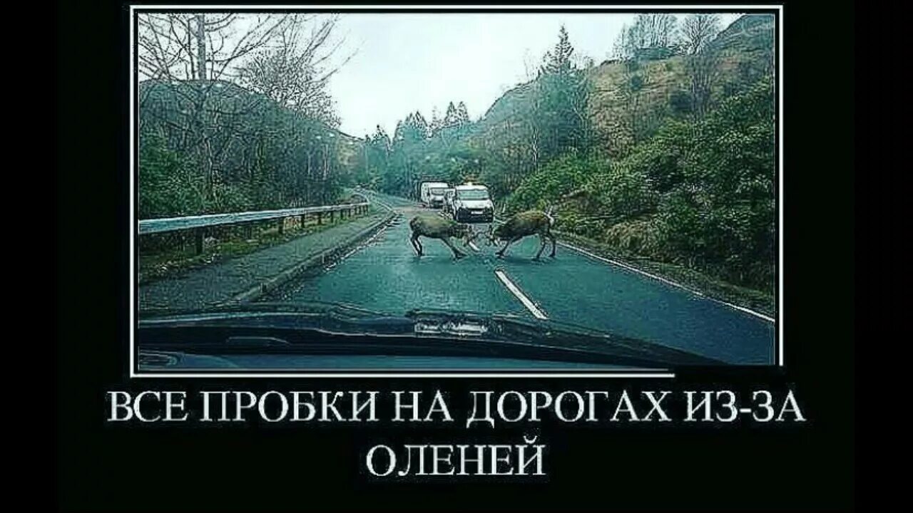 смешно дорогая. шутки про асфальт. смешно дорогая. смешно дорогая. плохие дороги.