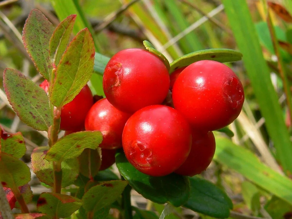 красника клоповка сахалинская. ягода клоповка на сахалине. ягода клоповка на сахалине. клоповка сахалинская ягода. красника клоповка сахалинская.