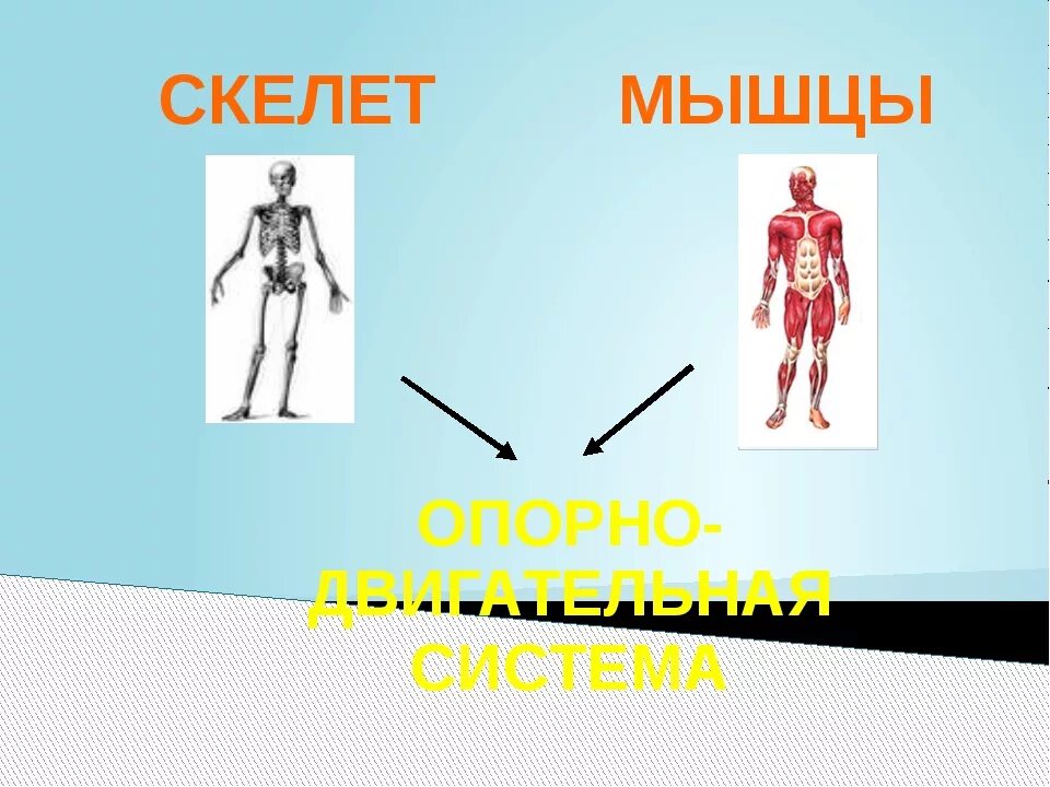 3 класс опора тела и движение видеоурок. Опора тела и движение. мышцы опоры и движения. опора тела и движение скелет и мышцы. опора тела и движение презентация.
