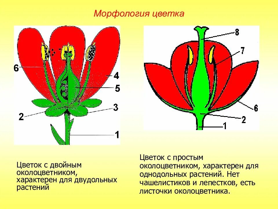 Число чашелистиков у двудольных. Схема цветка с простым околоцветником. Околоцветник простой и двойной схема. Венчиковидный околоцветник. Строе цветка однодольных и двудольных растений.