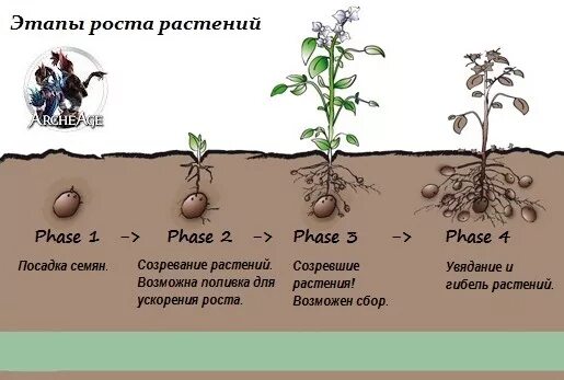 Схема посева сахарной свеклы. Фазы развития картофеля таблица. Этапы развития злаковых растений. Фазы роста растений. Фазы роста растений.