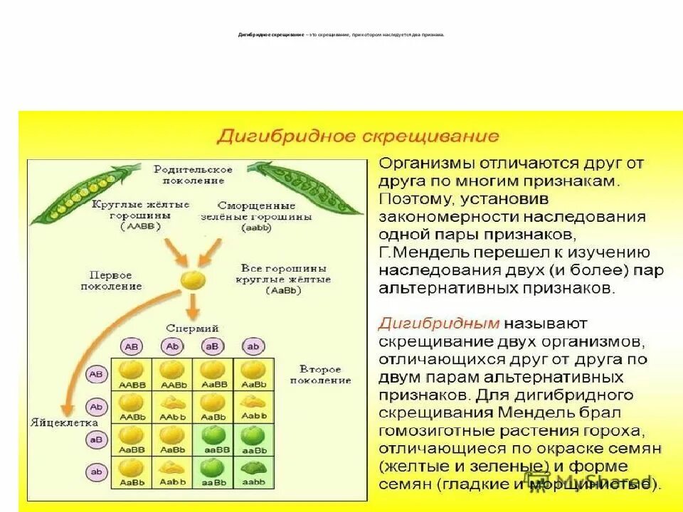 Дигибридное скрещивание дигетерозигот. Скрещивание дигибридно. Закономерности наследования дигибридное скрещивание. Дигибридное скрещивание 9 класс биология. Наследственность горох