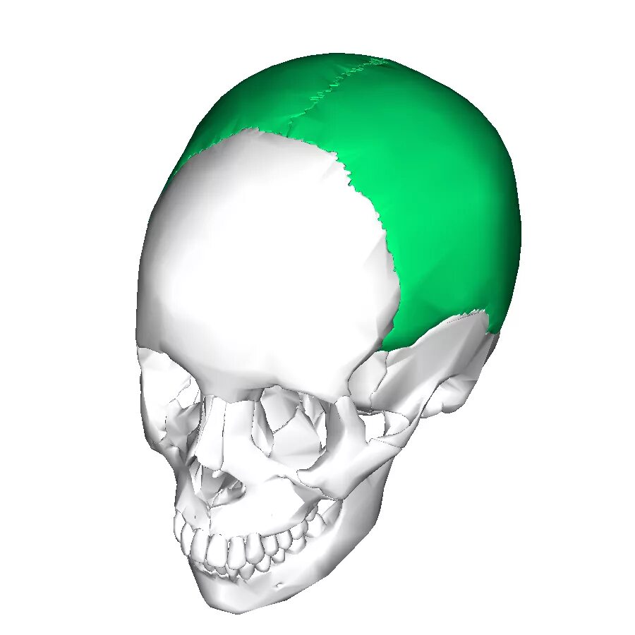 Теменная кость черепа. Кости черепа человека теменная кость. Теменная кость анатомия человека. Теменная кость черепа анатомия.