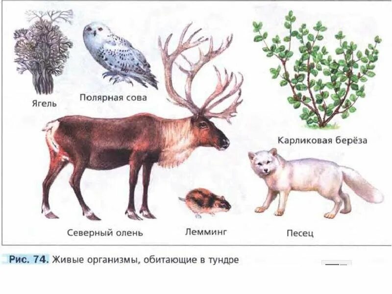 Живые организмы обитающие в тундре. Тундра животные и растения. Животные и растения обитающие в тундре. Животные и растения тундры картинки. Изучите фрагмент экосистемы тундры