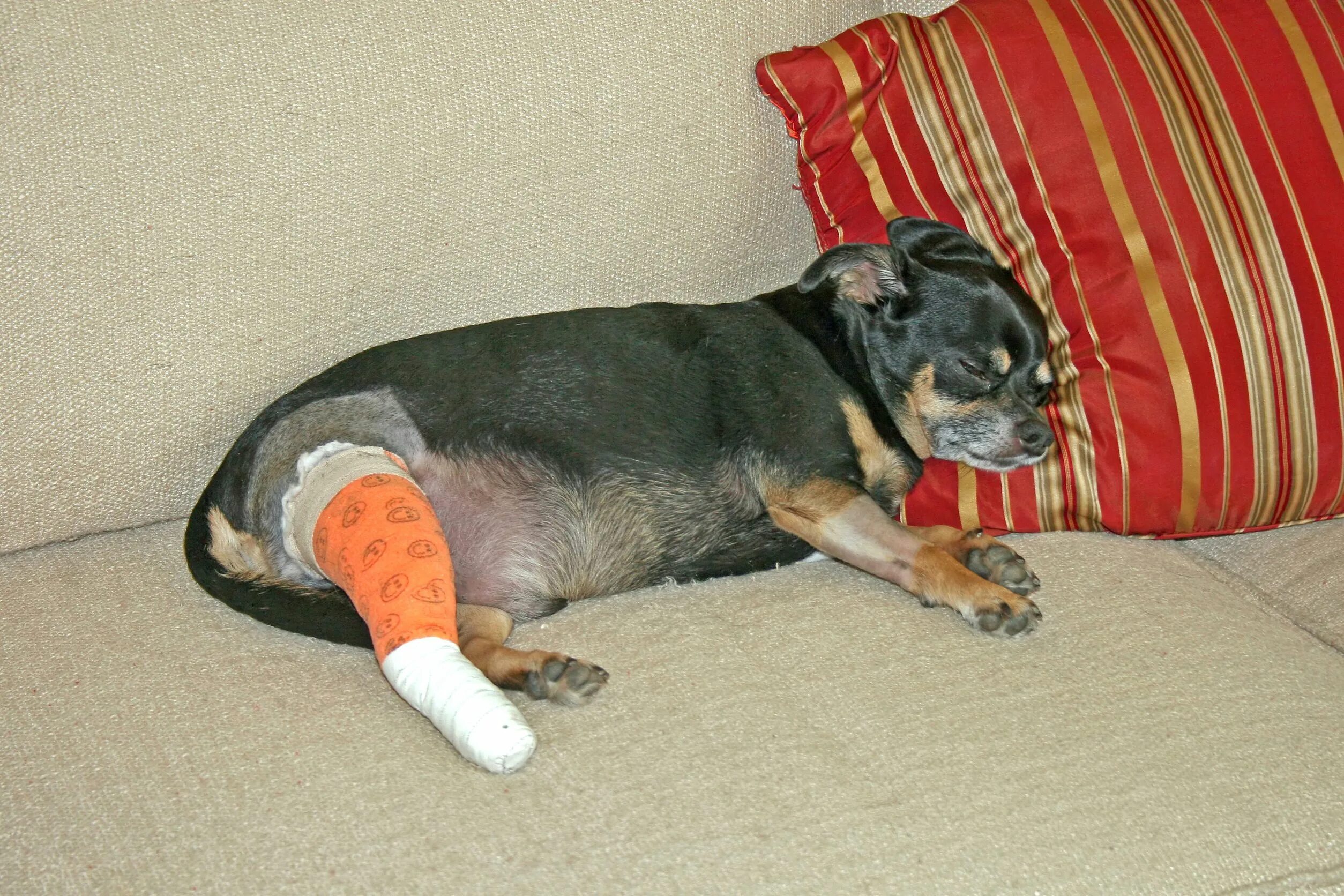 После операции на лапу собаку
