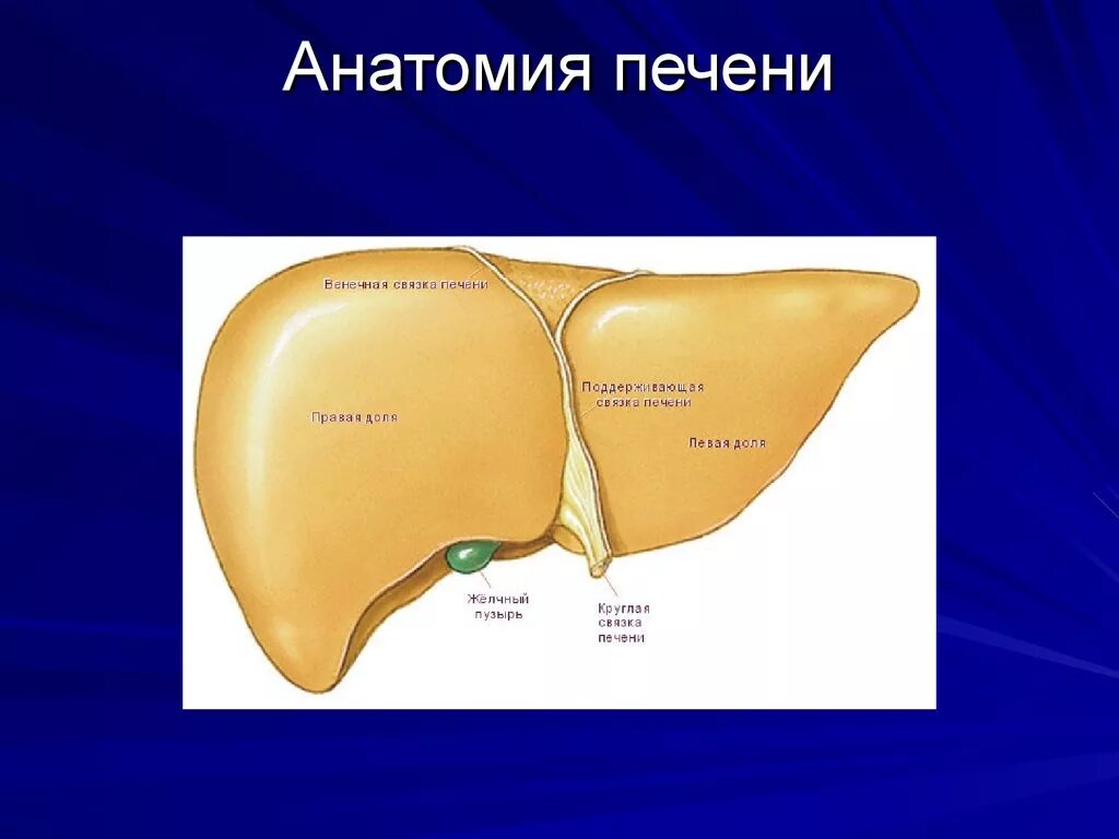 Печень части органа. Печень анатомия. Строение печени. Печень анатомия человека. Анатомические структуры печени.