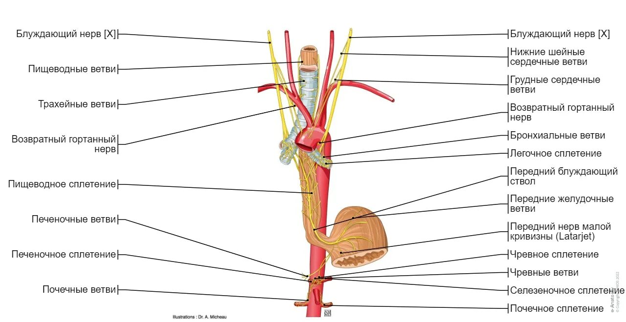 Головной отдел блуждающего нерва. Блуждающий нерв схема. Топография блуждающих нервов схема. Блуждающий нерв ветви. Ветви возвратного гортанного нерва.