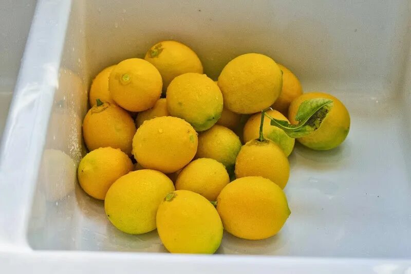 Как сохранить лимоны в домашних условиях. Лимон в холодильнике. Ящик с лимонами. Для хранения лимона. Как хранить лимон.