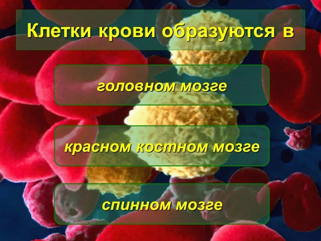 Клетки крови образуются в Красном костном мозге. Кровь проект по биологии. Клетки крови вырабатываются красным костным. Кровь образуется кровь.