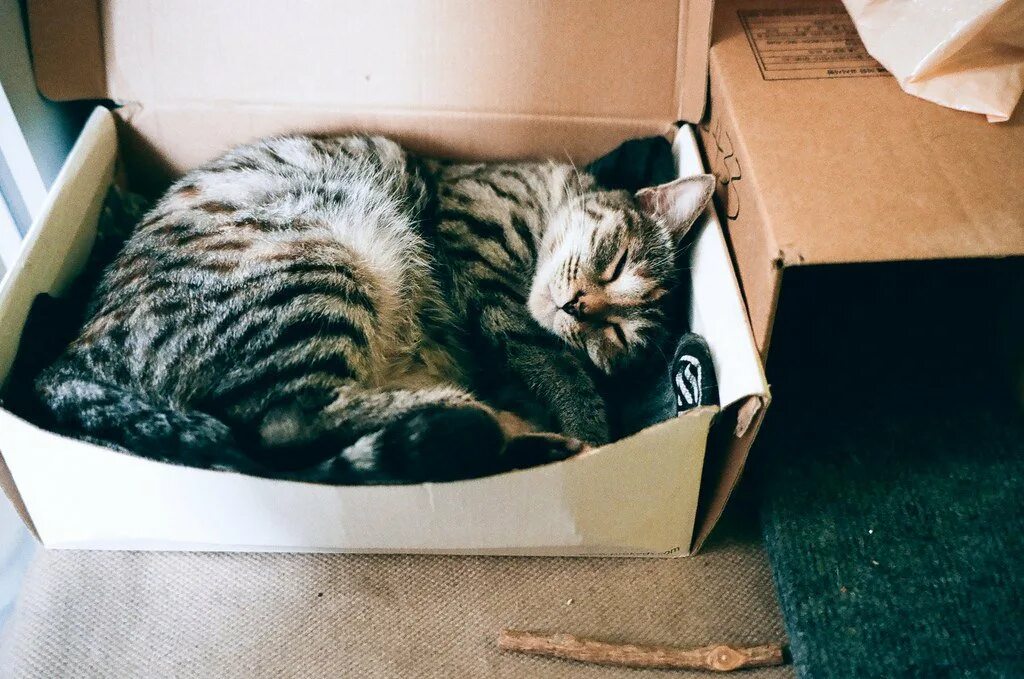 Почему коты любят коробки. Кошка в коробке. коты спят в коробках. кот лежит в коробке. кошка спит в коробке.