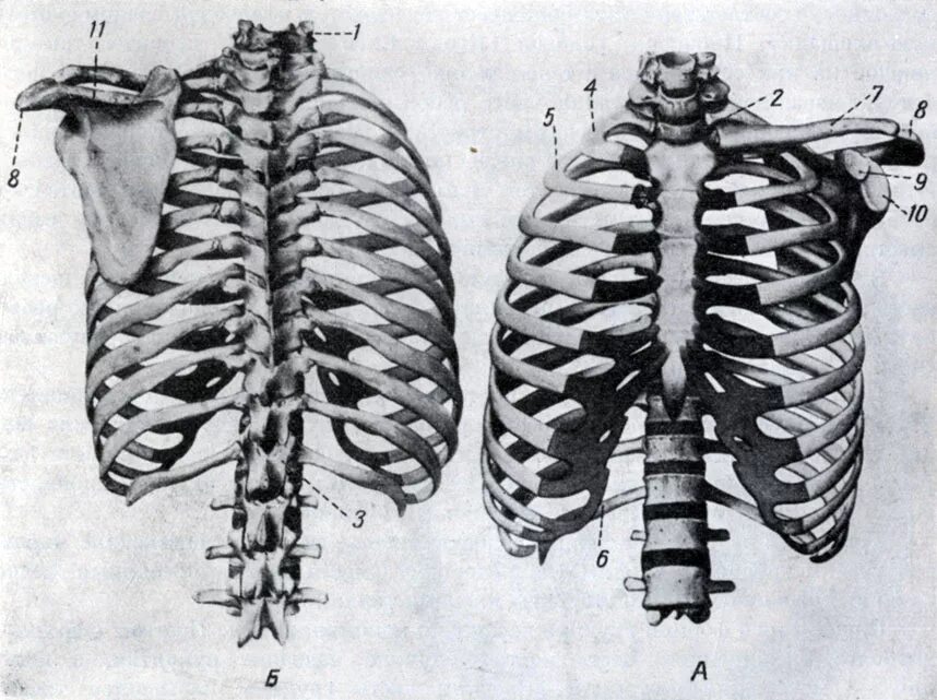 Строение скелета грудного отдела