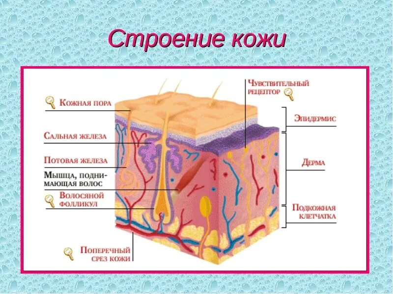 Эпидерма дерма гиподерма. Строение кожи 3 слоя. Строение кожи анатомия. Схема строения кожи структура.
