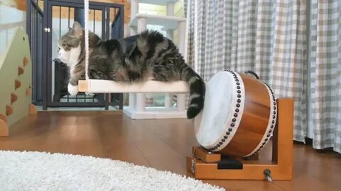 Drum cat