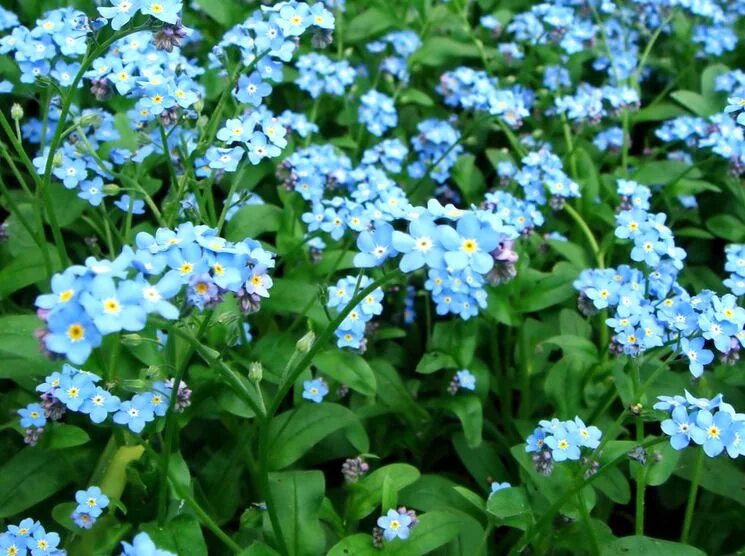 Незабудка чекановского myosotis czekanowskii. Незабудка полевая (myosotis arvensis). Незабудка болотная в ландшафте. Альпийская незабудка многолетник. Альпийская незабудка многолетник.