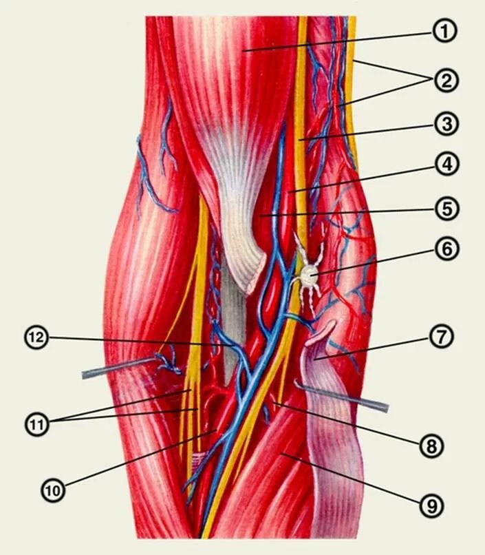 Локтевой нерв анатомия топография. Сосуды локтевой ямки анатомия. Топография локтевой ямки вены. Топография локтевого сустава топографическая анатомия.