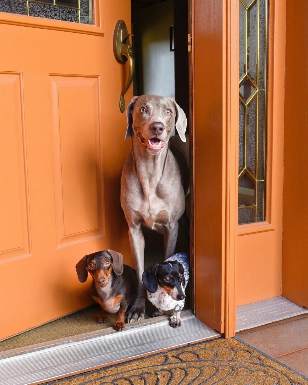 Можно ли завести второй. Дом для собаки. Собаки для квартиры. Дверь для собаки. Две собаки.