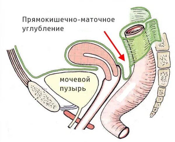Мочевой пузырь и матка расположение у женщин Картинки ОБРАЗОВАНИЕ ПОЛОСТИ ТАЗА