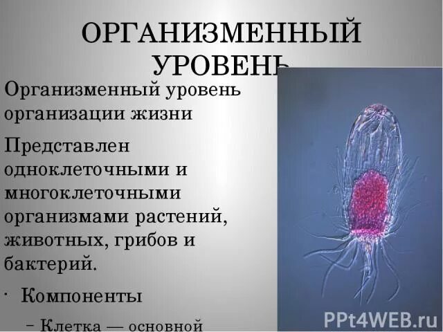 Организменный уровень организации. Организменный уровень жизни. Организменные бактерии. Организменный уровень организации жизни.