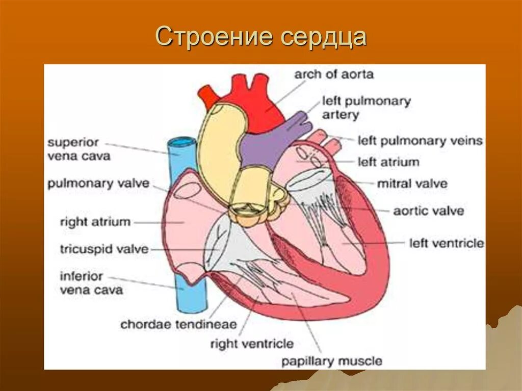 В состав какой системы входит сердце. Схема структуры строения сердца. Строение сердца человека. Схема внутреннего строения сердца. Строение полости сердца.