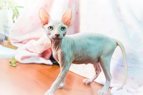 Котята сфинксы недорого