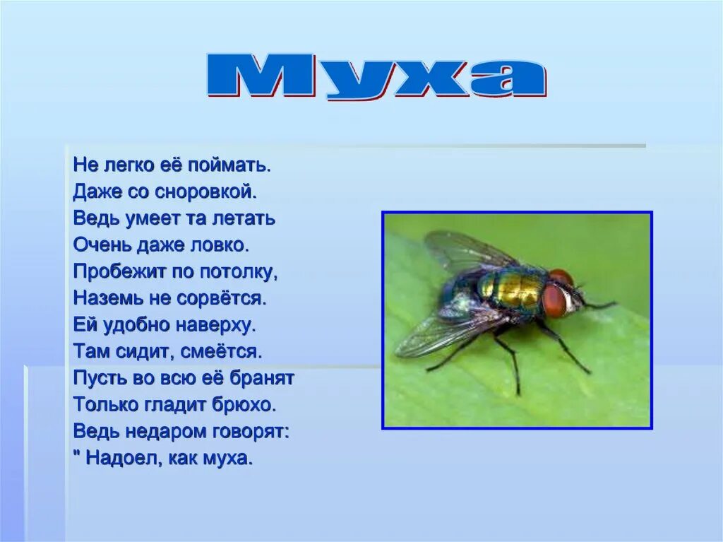 Муха ударение. Загадка про муху. Загадка о мухе. Стих про муху. Стихи про насекомых.