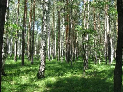Березово сосновый