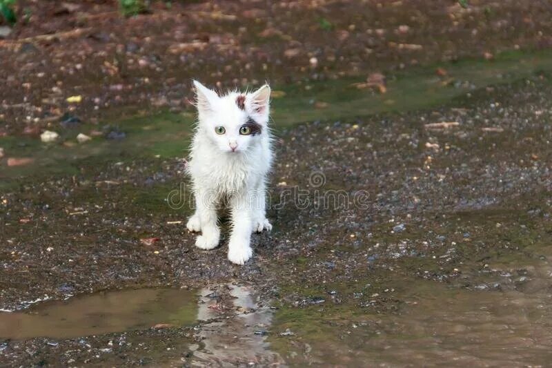 Белая уличная кошка. Черный котенок на улице. Маленькие котики. Белый котенок на улице. Белый котенок.