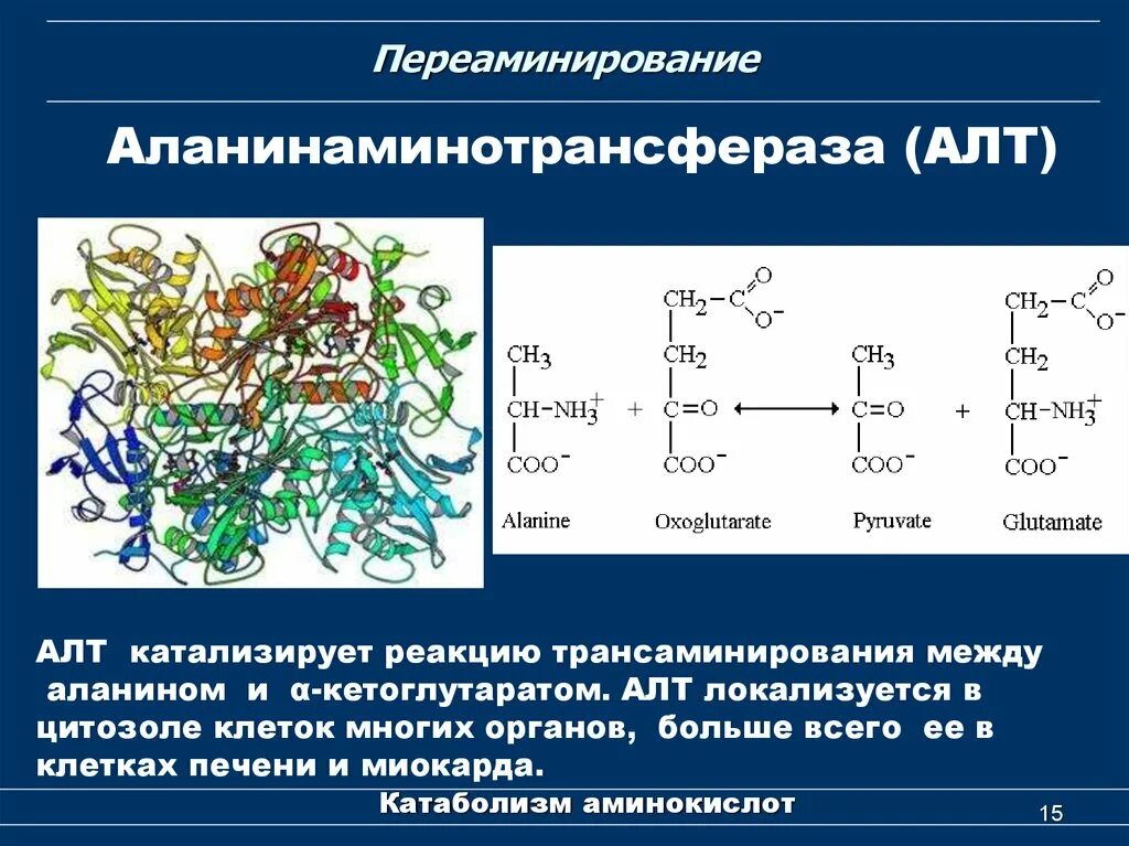 Переаминирование аминокислот механизм. Реакции катализируемые алт и АСТ. Аланинаминотрансфераза (алт). Аланинаминотрансфераза катализирует реакцию.