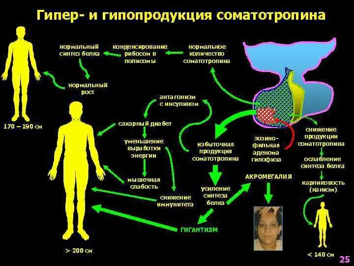 Получение соматотропина. Гипопродукция соматотропина. Синтез соматотропина. Гипер и гипопродукция гормонов это. Синтез соматотропина при акромегалии.