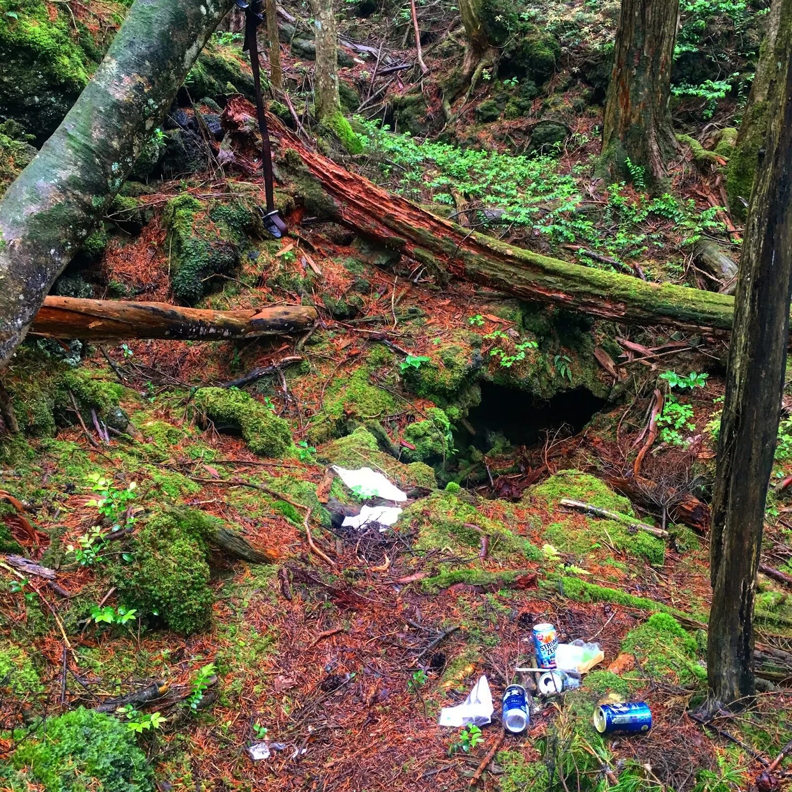 лес самоубийц в японии аокигахара. японский лес самоубийц аокигахара. лес дзюкай. лес аокигахара самоубийства.