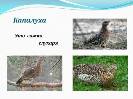 Главные герои произведения капалухи