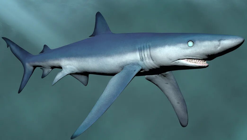 Рифовая акула молот. Акула-молот (sphyrna zygaena). Новая акула. Новая акула. Песчаная акула сабнатика.
