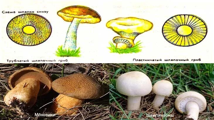 Ядовитые трубчатые. Сыроежка трубчатый или пластинчатый. несъедобные пластинчатые грибы. трубчатые грибы несъедобные трубчатые грибы. ядовитые грибы трубчатые и пластинчатые.