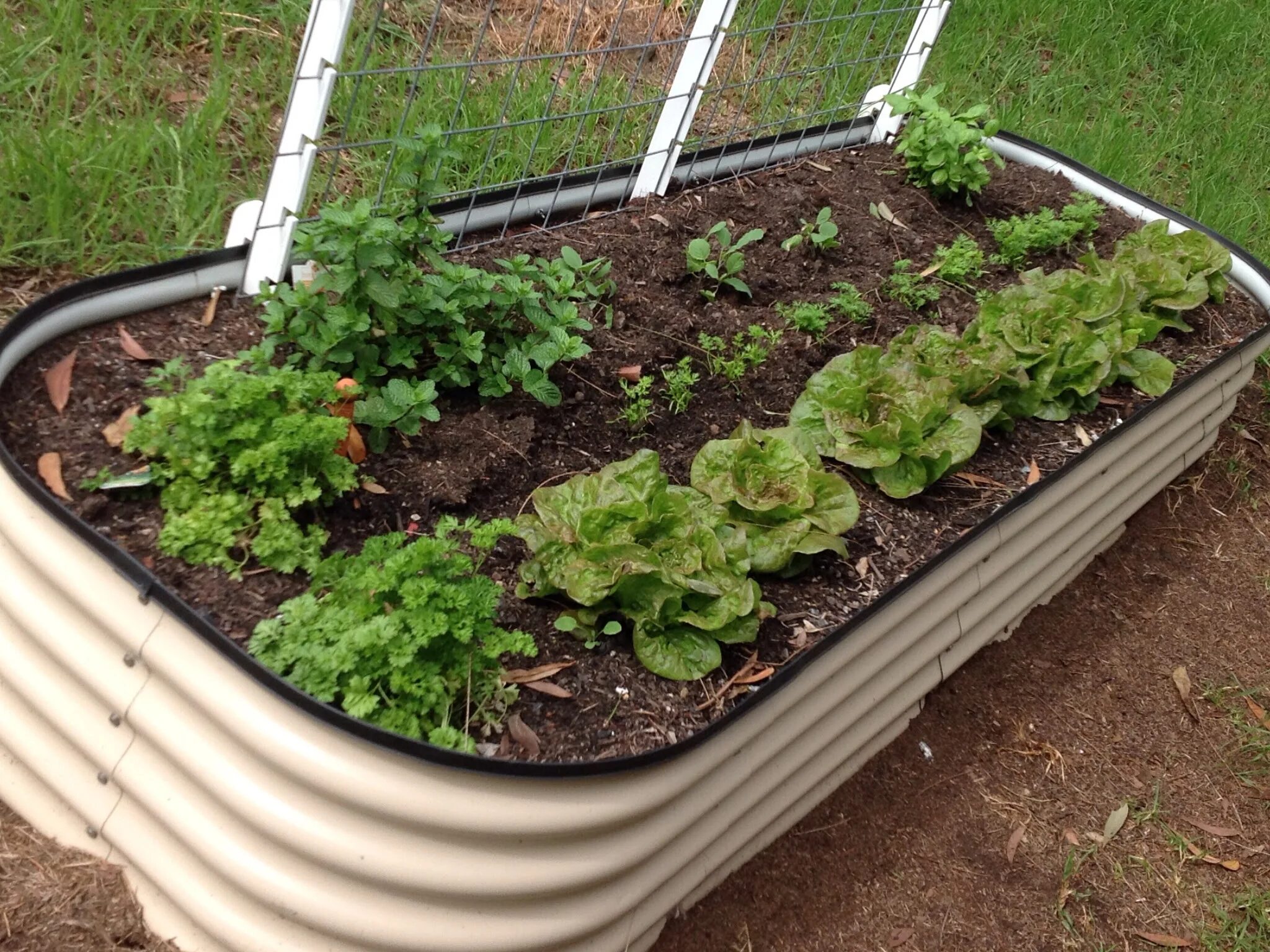 4 грядки. Многоуровневые грядки. Пермакультура соседство овощей. Тавор грядки. Самосборные грядки.