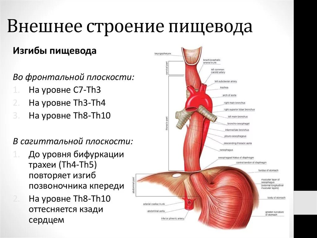 Верхний отдел пищевода. Внешнее строение пищевода анатомия. Шейный отдел пищевода анатомия. Строение пищевода вид спереди. Физиологические сужения пищевода схема.