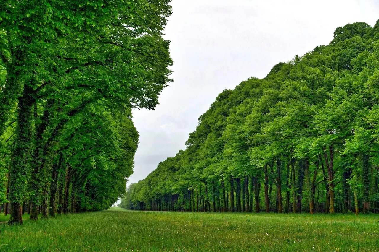 I like trees