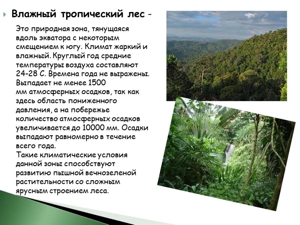 Тропическая зона климат. Экваториальные и тропические леса. Природная зона тропические леса. Влажные тропические леса.