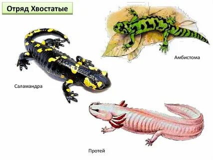 Хвостатые примеры