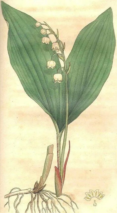 Рассмотри изображение ковыля ландыша тюльпана. Convallária Majális рисунок.
