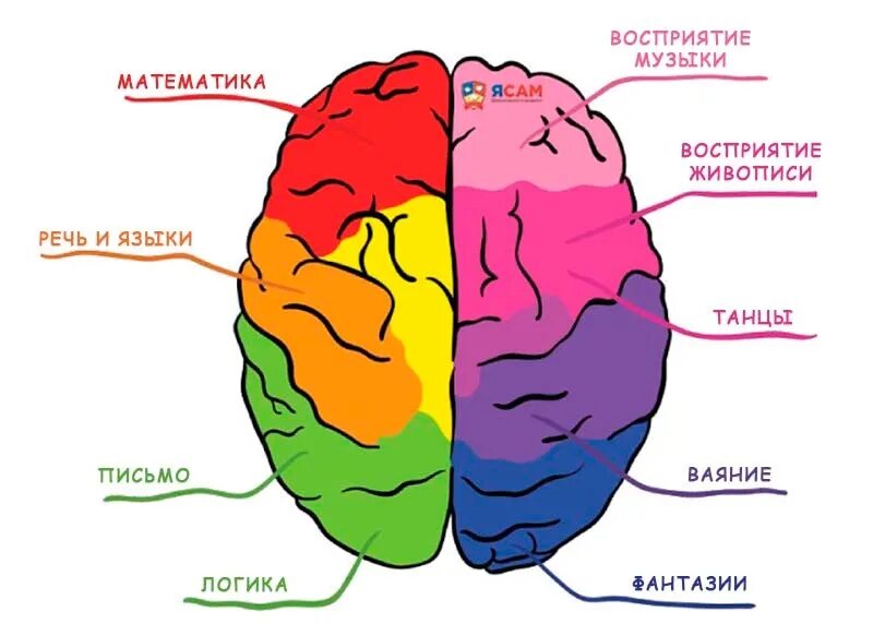 Развитие зон мозга. Зоны мозга. Зоны головного мозга за что отвечают. Зоны мозга за что отвечают картинка. Зона мозга отвечающая за боль.