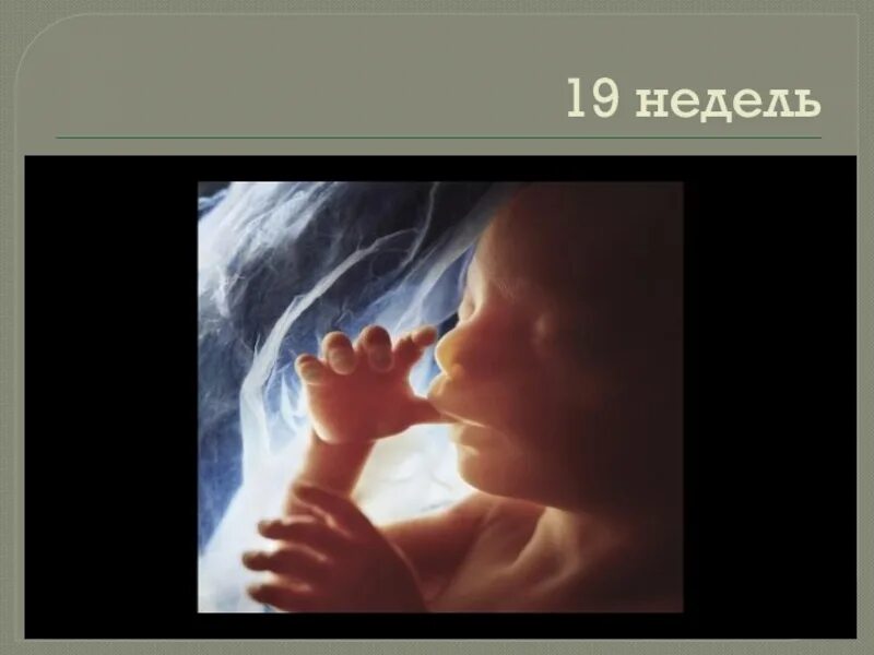 19 недель 4 дня