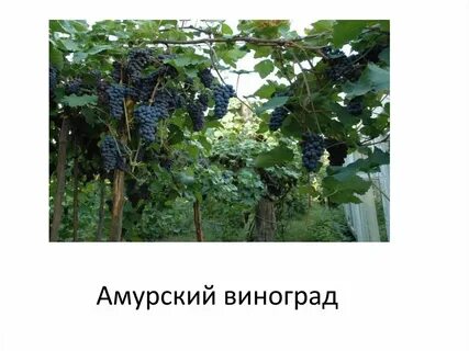 Виноград амурский описание