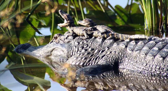 Defender alligator. Самка нильского крокодила. Нильский крокодил детеныш. Нильский крокодил с потомством. Крокодил гавиал детеныш.