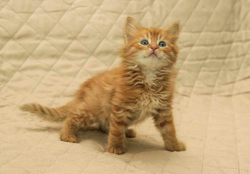 Имя для рыжего котенка мальчика. Котята рыжего цвета. Кличка для рыжего котенка мальчика. Кличка для рыжего котенка мальчика. Кличка для рыжего котенка мальчика.