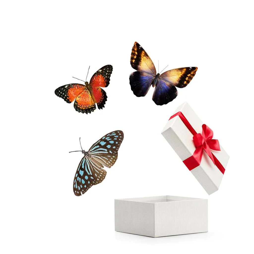 Купить бабочки с доставкой. Бабочки живые в подарок в коробке. Живые бабочки в подарок. Бабочки в коробке подарок. Коробка с живыми бабочками.