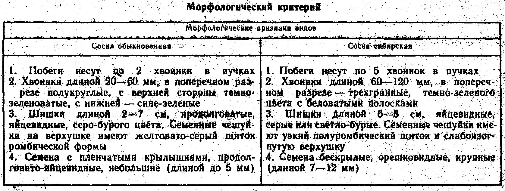 Хвойный морфологический. Морфологический критерий сосны обыкновенной. Морфологическое описание сосны обыкновенной и сосны сибирской. Сосна обыкновенная морфологическое описание.