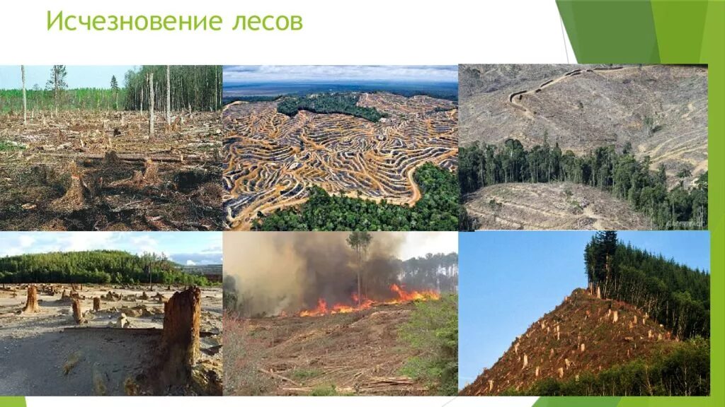 Последствия вырубки лесов. Причины вырубки лесов. Вырубка и деградация лесов. Вырубка лесов причины и последствия.