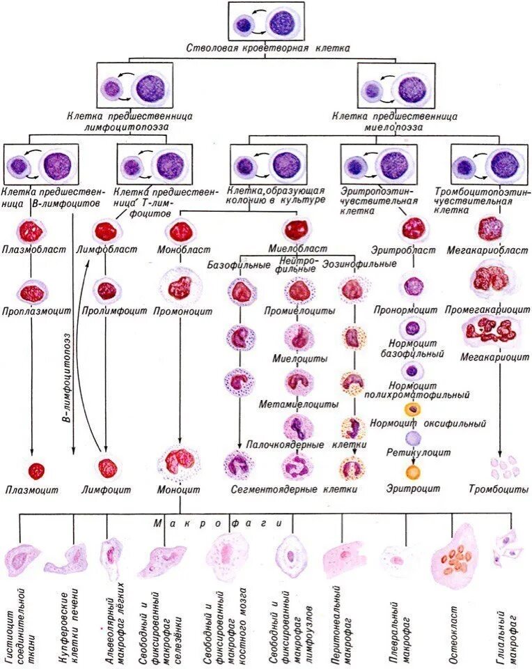 Схема клеток крови. Схема ростков кроветворения. Современная схема кроветворения эритропоэз. Схема кроветворения и.л.Чертков а.и.воробьёв. Схема кроветворения стволовая клетка.